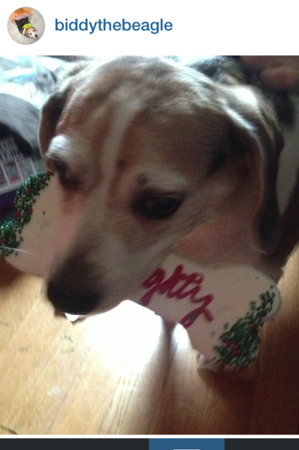 BiddyTheBeagle's tweet photo. Yummy Bone! #bones #dogs #dogsoftwitter #rescuedogs #Beagles #beagle #cutedogs #happydog https://t.co/9CGQT5omPa