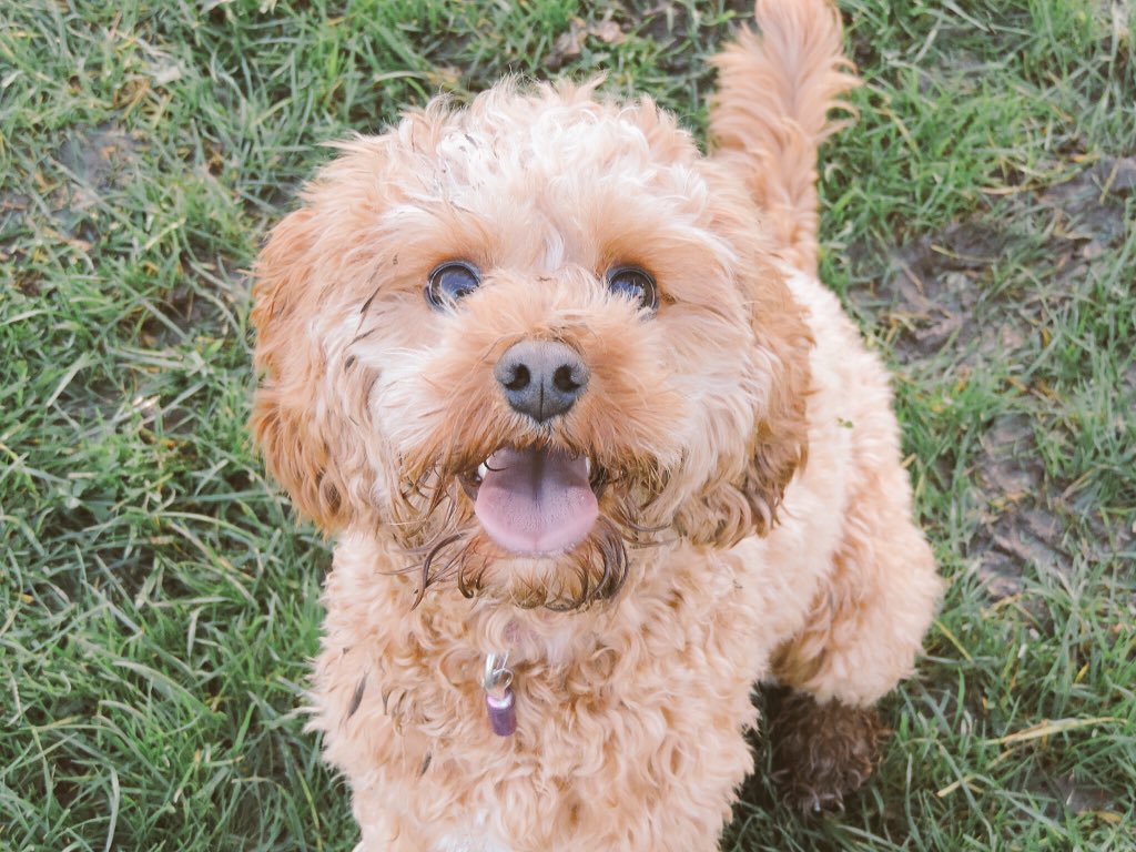 <a href="/Walkies_UK/">Walkies UK</a> love these pics from yest of our Daisy &amp; her bestie Mac 🐶😍 #puppies #catchme #walkies @12Rye <a href="/TomwShaw/">Tom Shaw</a>