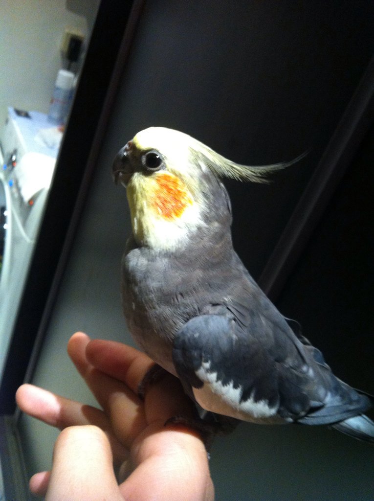 FlySurTwitteur's tweet photo. Bonchoir :3 ! https://t.co/CKxSXITDPy