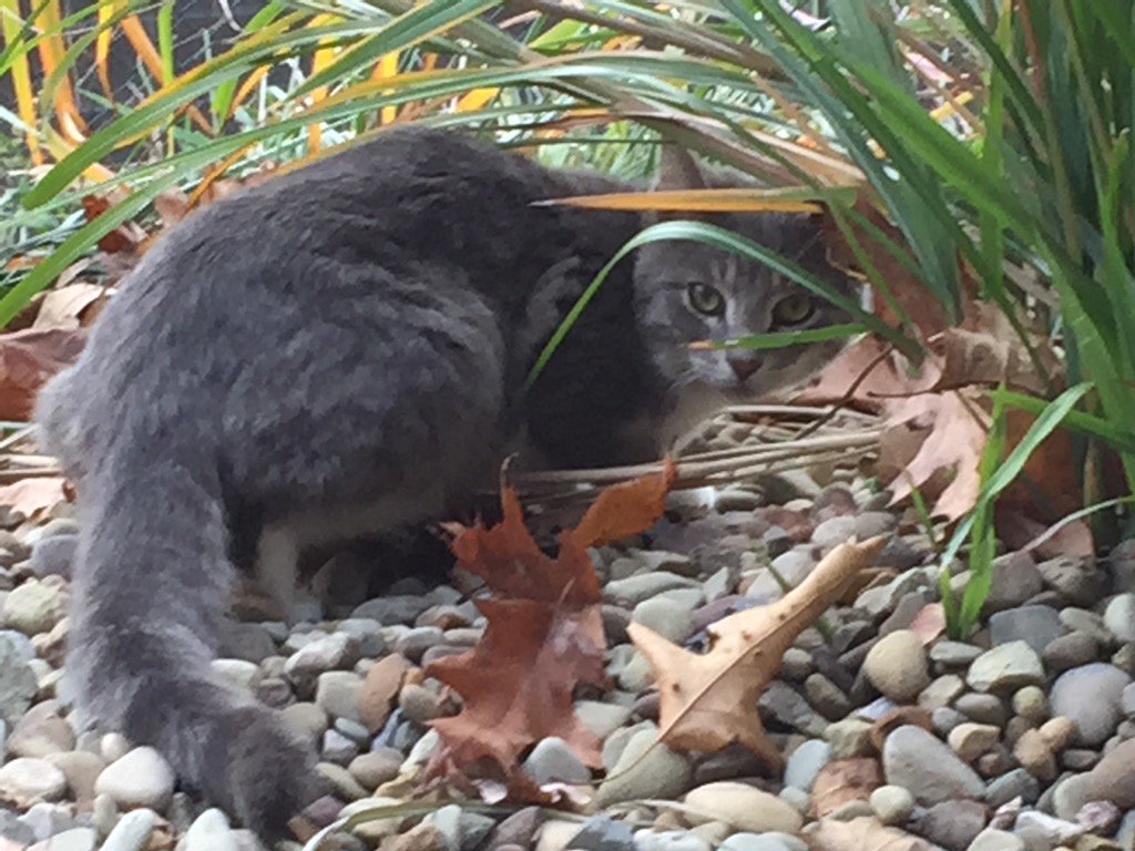 On the Allegheny Trail