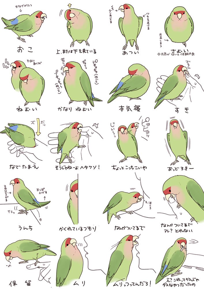 図解 インコのきもち があるあるすぎるし何この可愛いヤツ Togetter