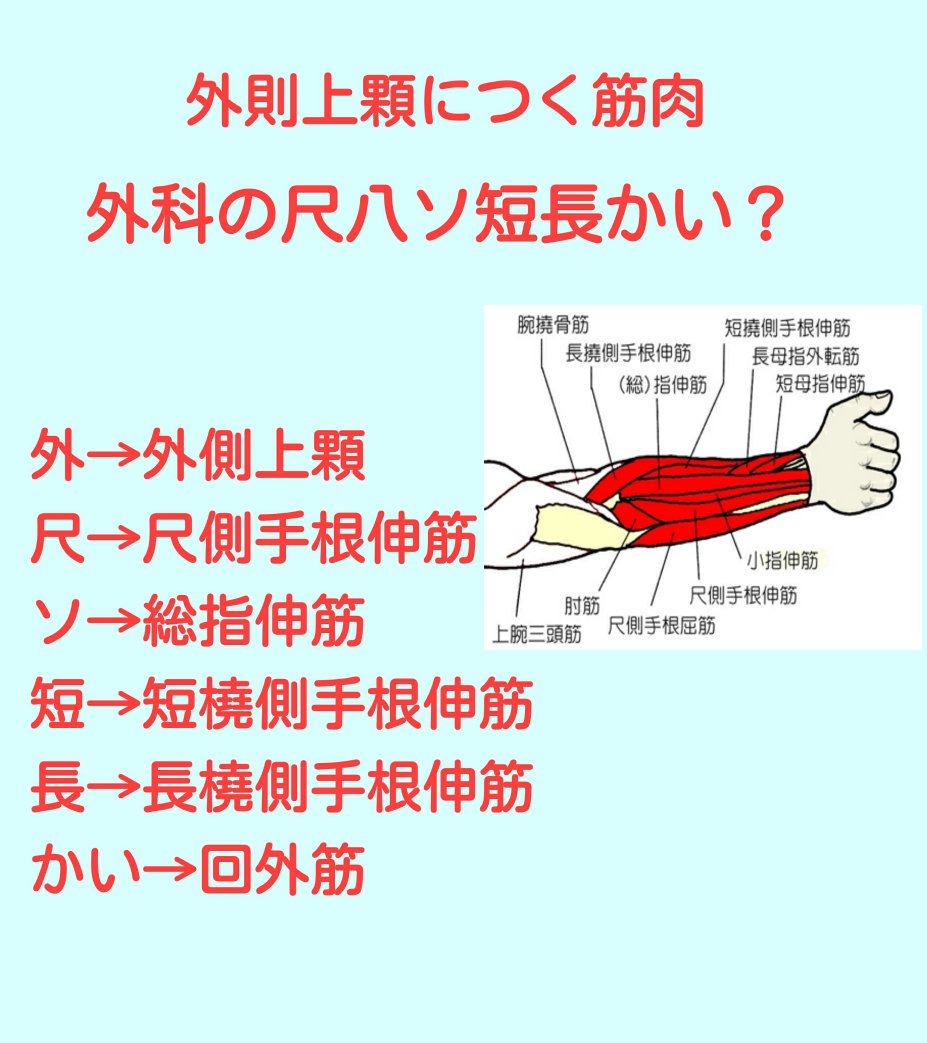 Uzivatel 柔整国家試験対策 Na Twitteru 解剖 必修 外側上顆につく筋肉 外科の尺八ソ短長かい 外 外側上顆 尺 尺側手根伸筋 ソ 総指伸筋 短 短橈側手根伸筋 長 長橈側手根伸筋 かい 回外筋 T Co 8hjcpbxqfz