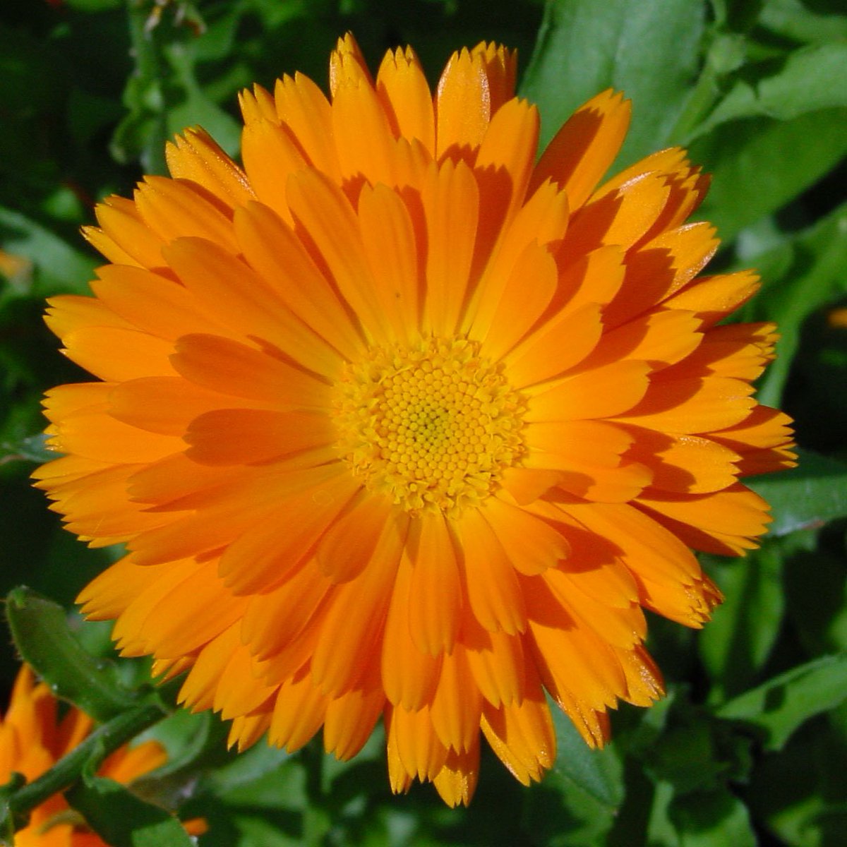 First_Degree's tweet image. Calendula in First Degree helps wounds to heal. Did you know it's also used in Mediterranean and Mid Eastern dishes?