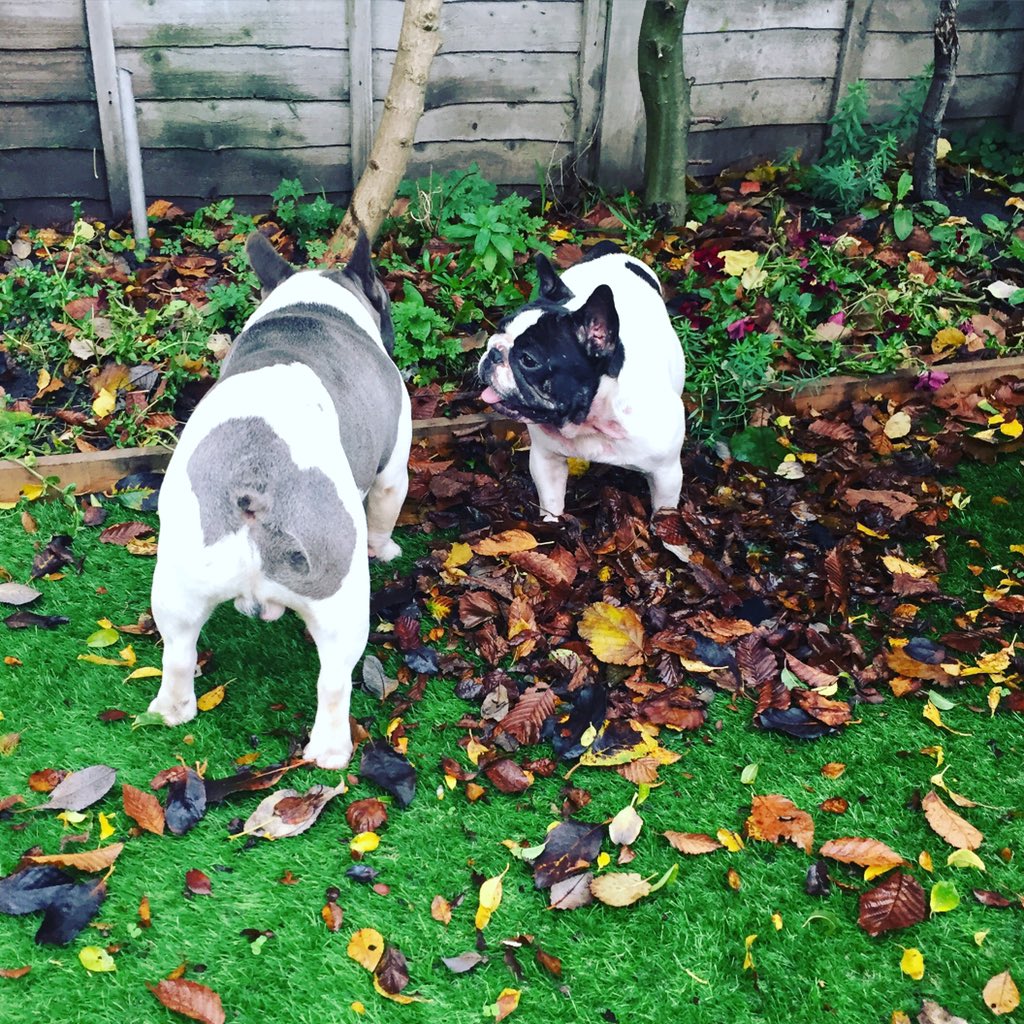 Mrs_V_'s tweet image. Playing in the autumn leaves :)