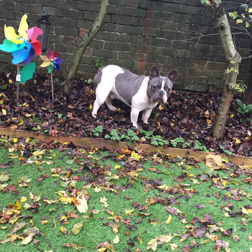 Mrs_V_'s tweet image. #Django - not too sure about all the fallen leaves - think he prefers summer :) #LoveHim