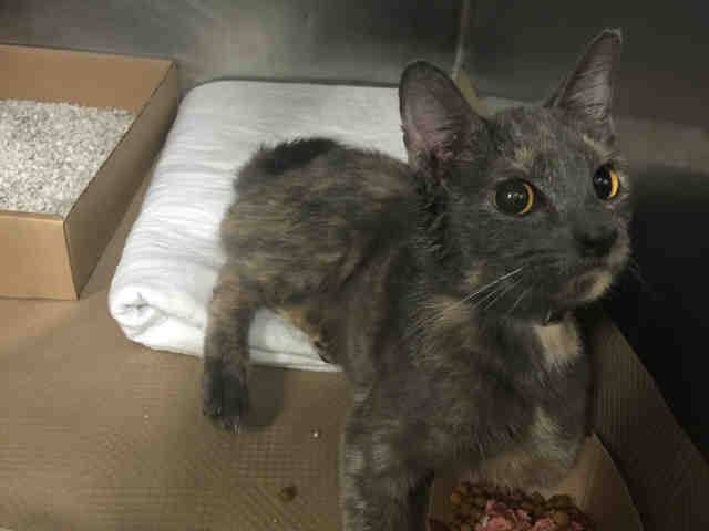 Erinthecat1's tweet photo. #TADITA CEREBELLAR HYPOPLASIA BLIND-GOOD PROGNOSIS IF food given &amp; clean home. Call to SAVE https://t.co/y2D9fO62Q2 https://t.co/L4rvXlt2iJ
