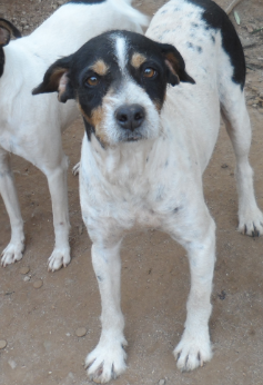 #rufo 7 años es cruce bodeguero es muy tranquilo y al mismo tiempo juguetón, necesita casa de acogida o #adopción.