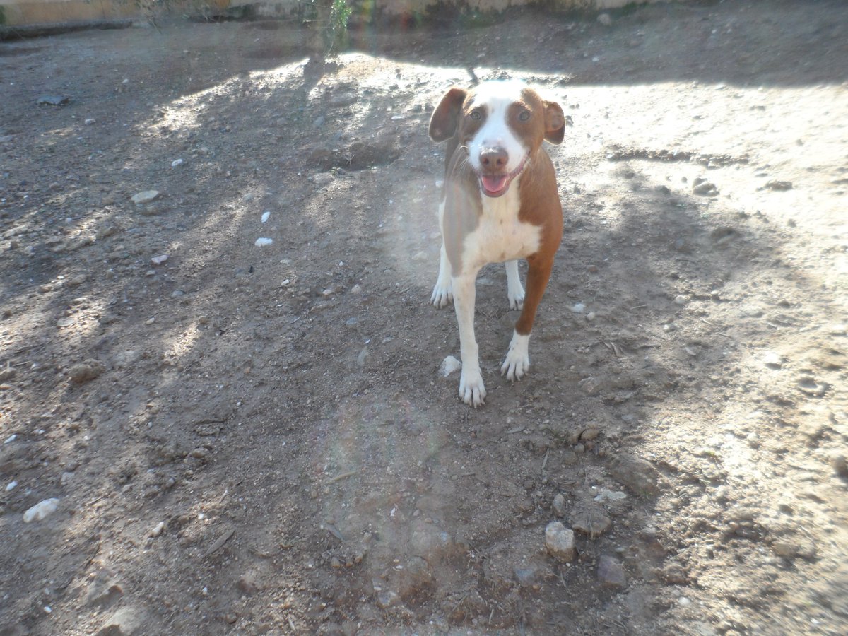 #noemi podenca de 2 años, muy buena y super social con todos, necesita #acogida o #adopción