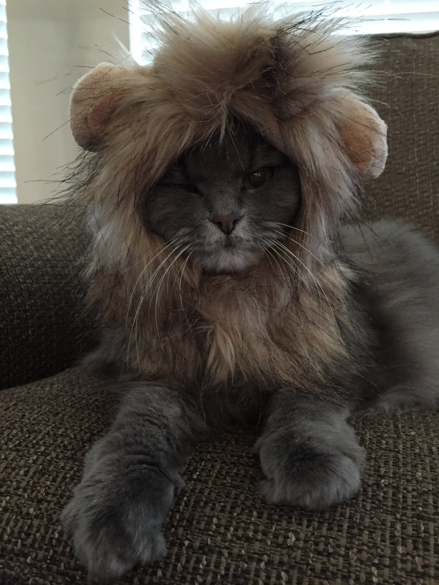 LibraryShellyL's tweet image. As payback for waking me up with senile yowls every night, I present to you Princess Ferocious.