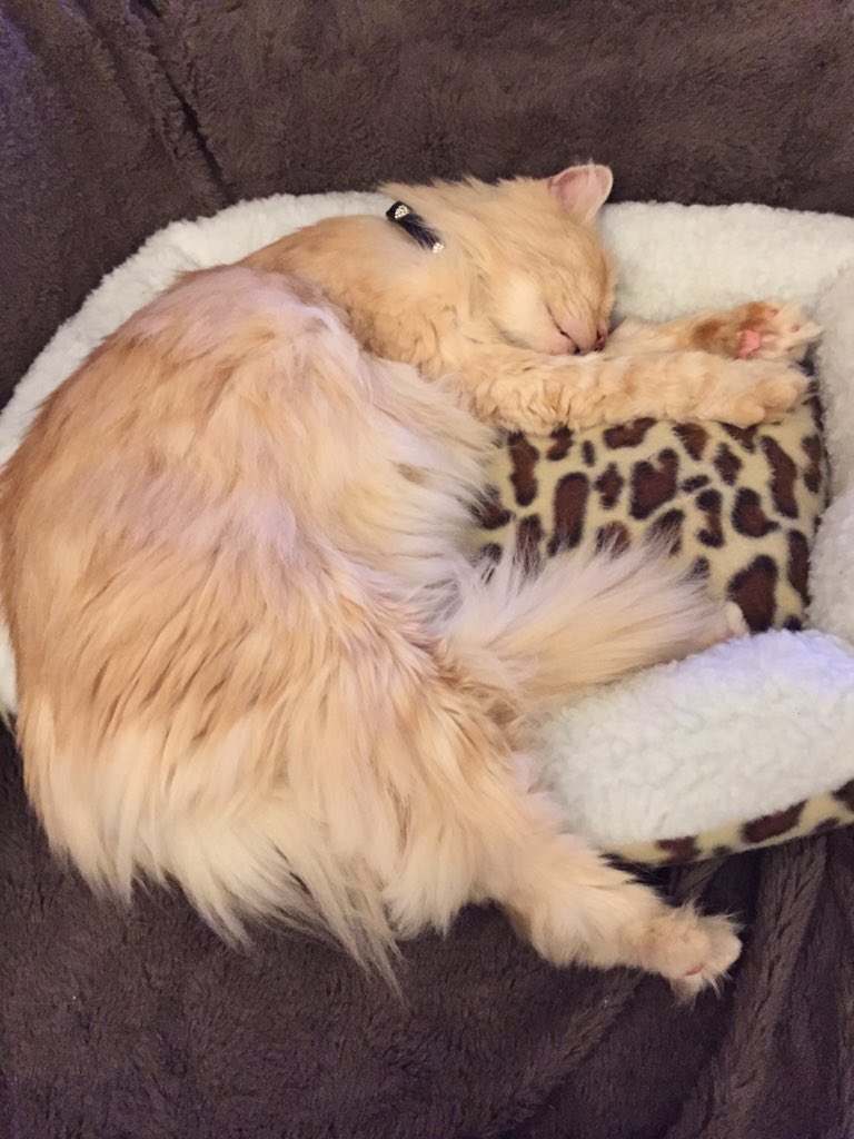 emmareike's tweet image. Lodewijk. #catprivilege