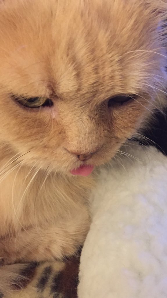 emmareike's tweet image. Lodewijk met tongetje uit bekje.  #catprivilege
