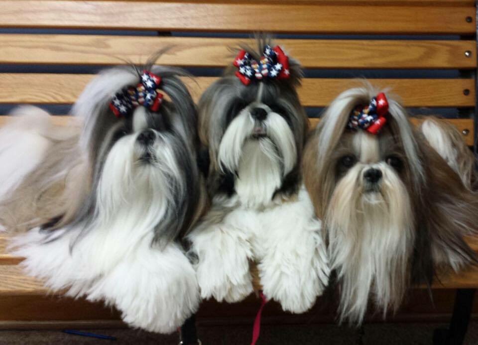 Can they get any cuter???? Three Shihtzus. #petfashionistas #Shihtzu #Tennesseeshihs