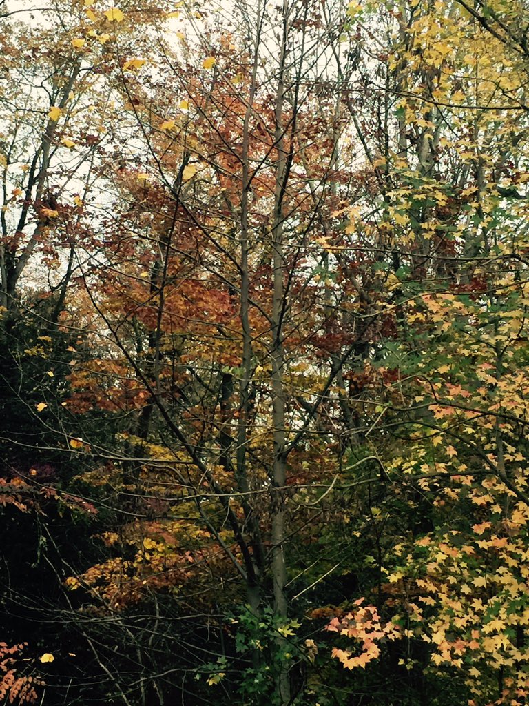Artist_InMe's tweet photo. #BeautyinNature always go for sustainability. https://t.co/PTjLkFYD2S