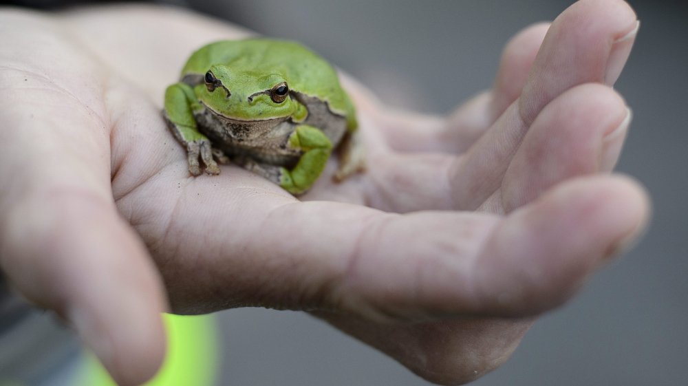 AJEnglish's tweet image. Watch: How Panama is saving the world's frogs aje.io/cskg