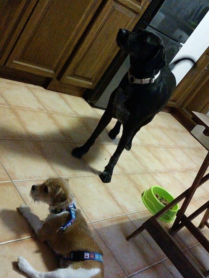 7Lomena's tweet photo. Tobi y Lola 😍 https://t.co/2ELkTE0aZP