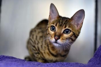 Quaversalis's tweet photo. @94Shortt a YES b SI c OUI d JA Gattamelata was the #speckledcat #meow https://t.co/Axpvyox9dL
