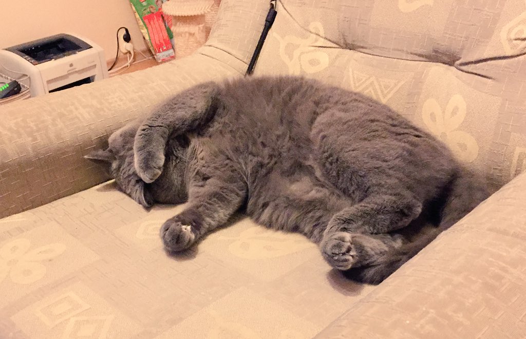 magda_siwik's tweet image. Ciężka niedziela #PanKot