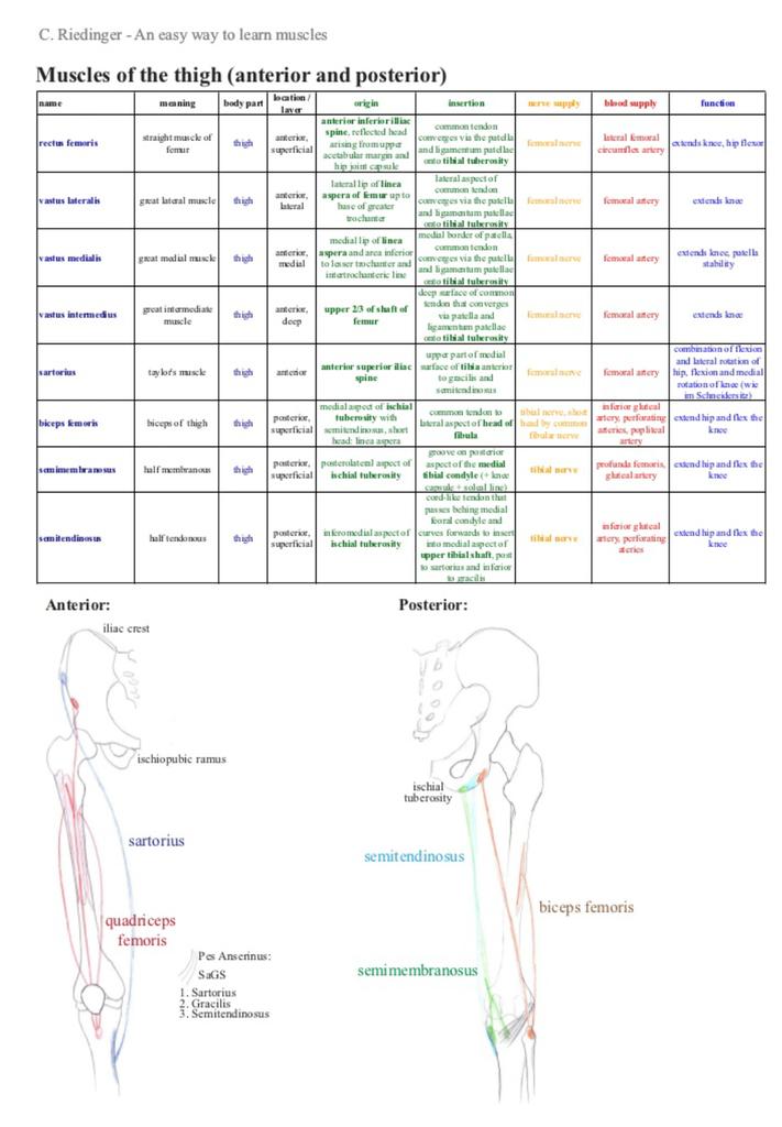 T_9AM_251LAB's tweet photo. Week #11
Muscles of the thigh (anterior and posterior) #Unit3 https://t.co/Xz7RQxvWg8