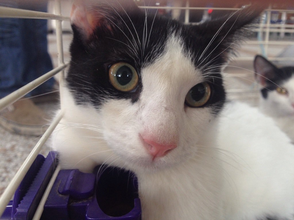 gacusb's tweet photo. Los #GatitosUSB necesitan tu ayuda! Colabora con GATARINA, siendo Hogar Temporal o ADOPTANDO!04241955052 ❤️🐱#Adopta https://t.co/GUK9GcXXv5