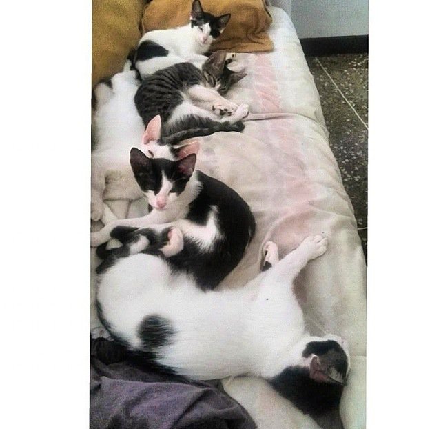 gacusb's tweet photo. Los #GatitosUSB necesitan tu ayuda! Colabora con GATARINA, siendo Hogar Temporal o ADOPTANDO!04241955052 ❤️🐱#Adopta https://t.co/GUK9GcXXv5