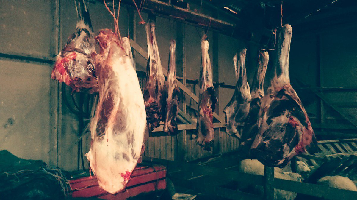 Jotain hyvää kun poroja jää auton alle #parasta #lähiruokaa #koirille