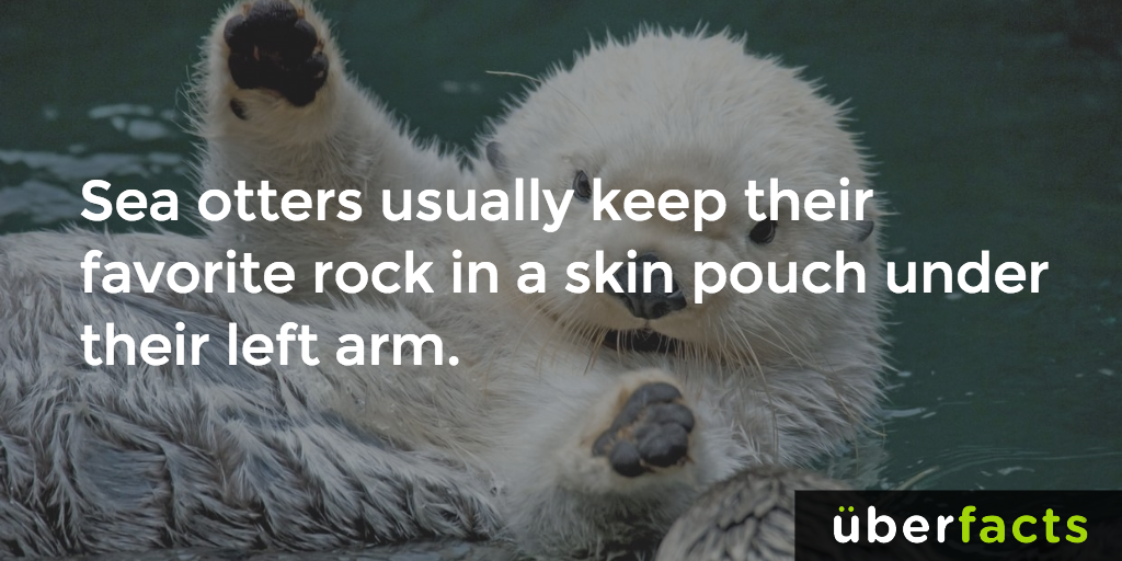 UberFacts's tweet photo. Yes... they have "favorite rocks." https://t.co/GndONQbB2Z