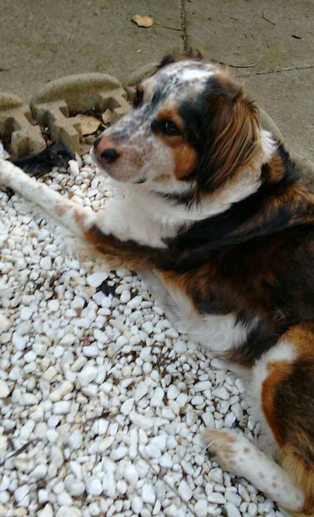 hilabarnir's tweet photo. The #dogdebate 

Make the right choice https://t.co/fPb6bOmE7a