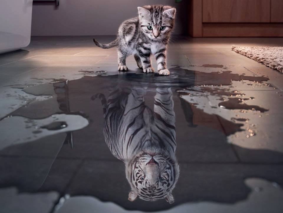 If U can dream it 
U can do it