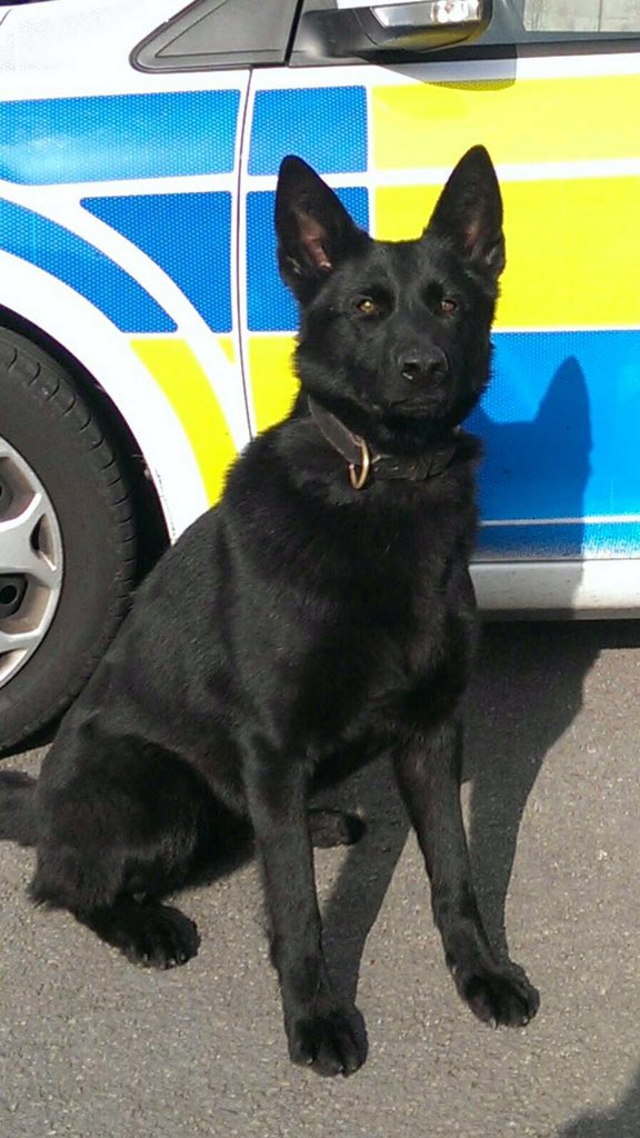 StaffsDogs's tweet photo. ๐ฐRead All About It๐ฐ #pdPippa & ARV crew arrest 3๏ธโฃ Burglars breaking into garages @policingstoke #TeamWork #Tactical https://t.co/XAcf08gKXk