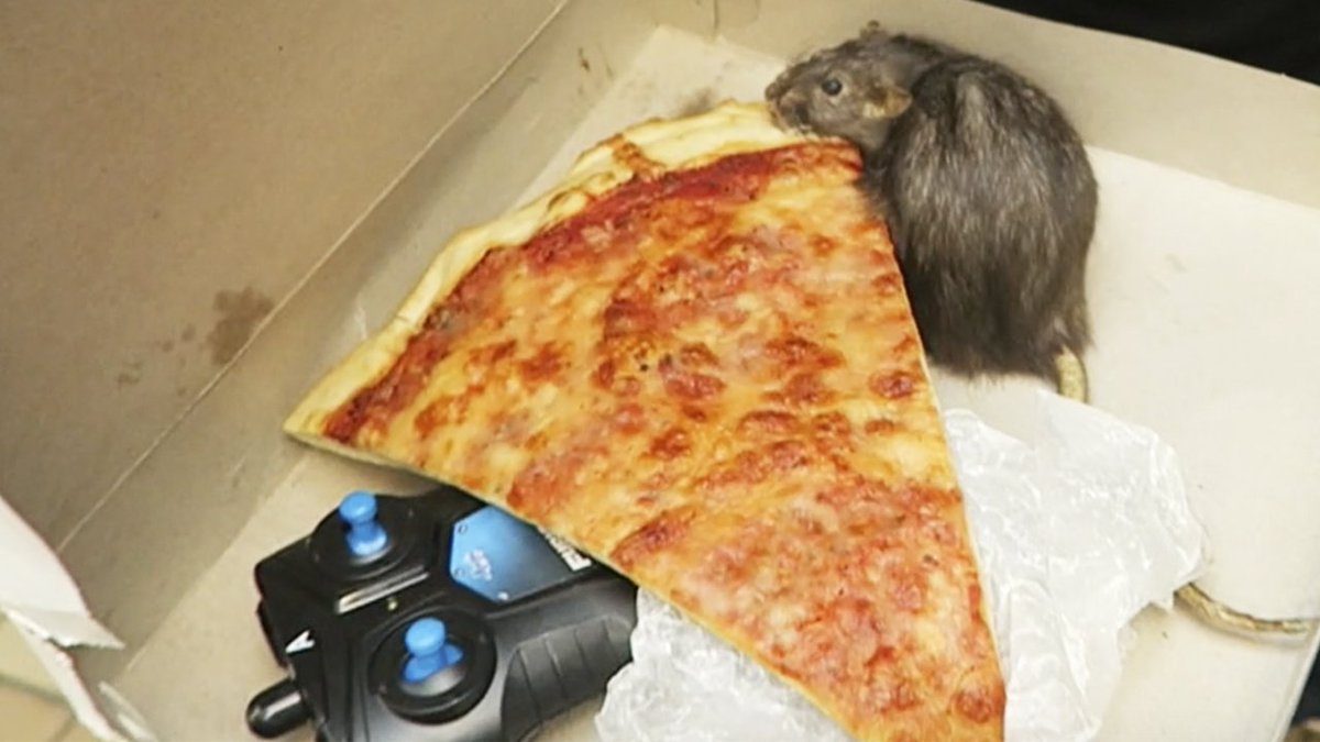 Jessewelle's tweet image. NYC PIZZA RAT PRANK! youtube.com/watch?v=qxRdil… Looking for Generals That Retweet.