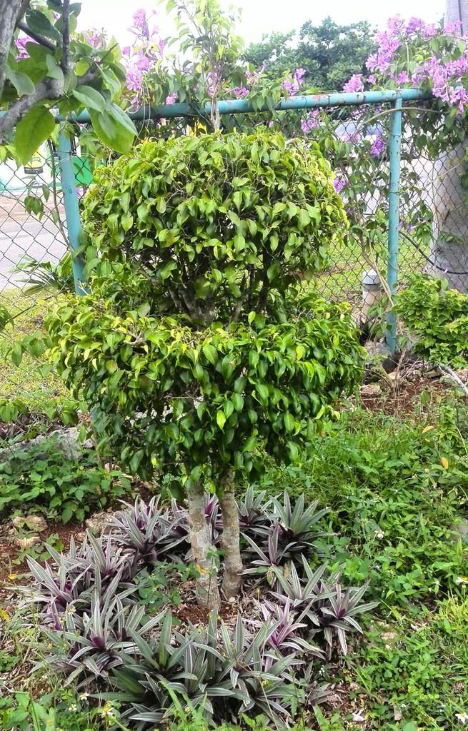 JasonForsythe5's tweet photo. @niwakijake @Botanygeek @AndyMcIndoe I started to convert a client's #Ficustrees into #topiaries about 3 yrs ago. https://t.co/WI21HYtjiG