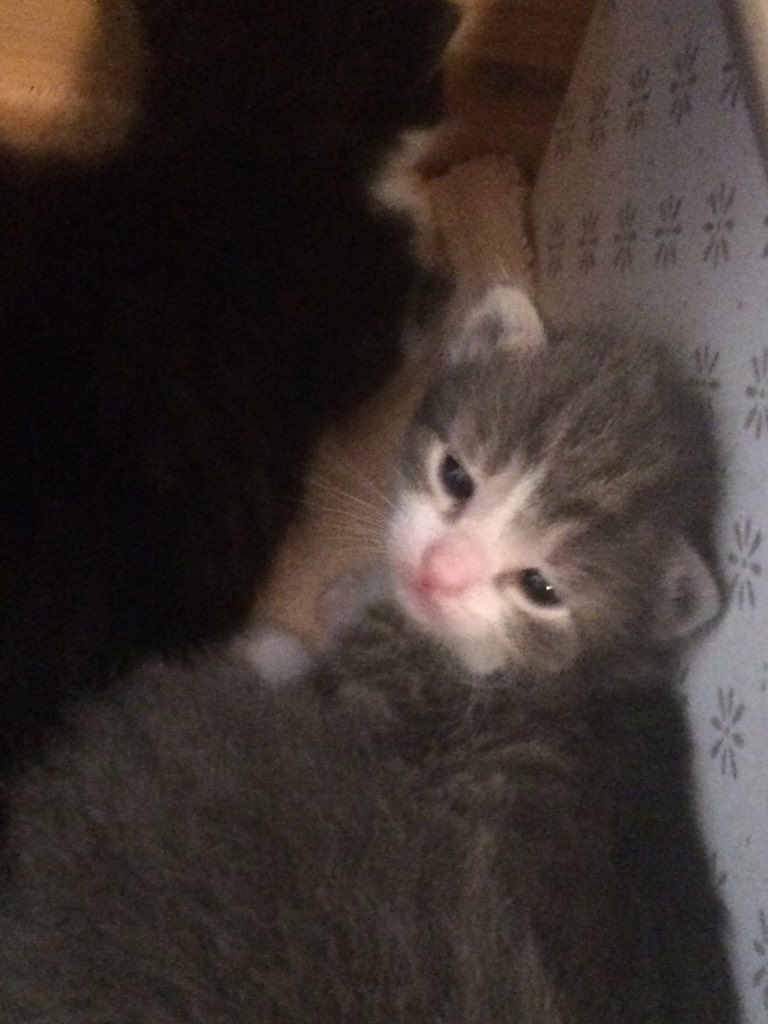 tender_n_mild's tweet photo. #7kittens https://t.co/okKgT2ou3x