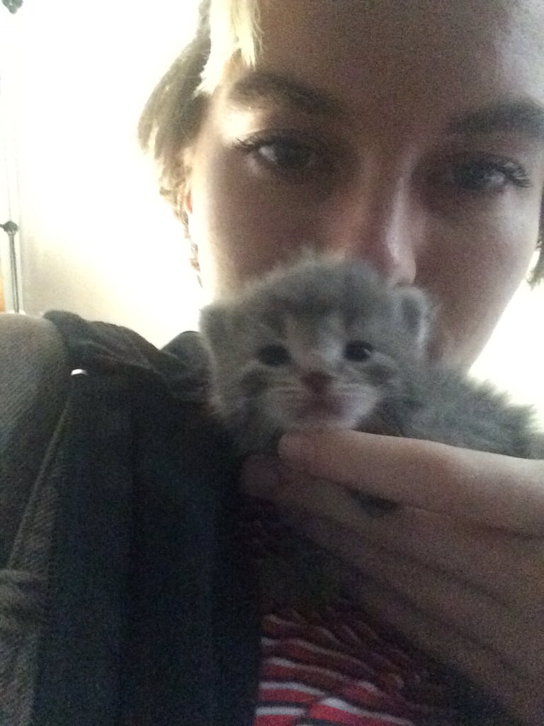 tender_n_mild's tweet photo. #7kittens https://t.co/okKgT2ou3x