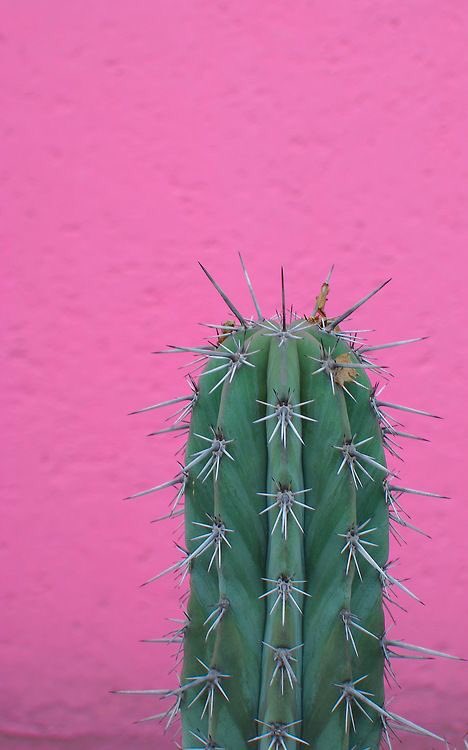 plant lover (@plantgoals) on Twitter photo 