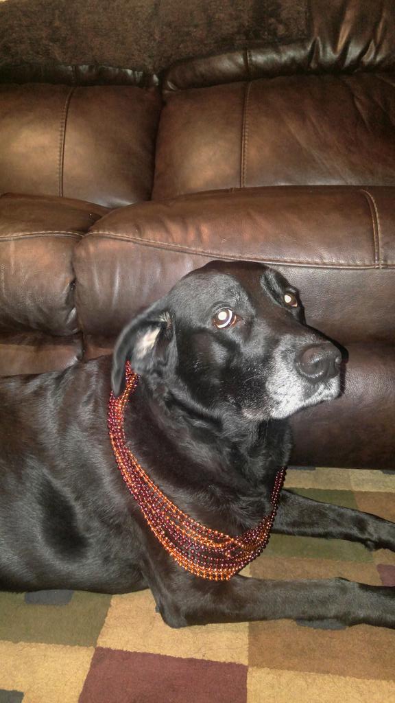 LaurenRoop's tweet image. #GameDay4Frank #Lab Eyes who can say no to those