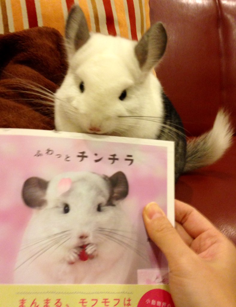 マツヨシナナ Twitterren 待ちに待ってました チンチラ写真集 ふわっとチンチラ 可愛い写真満載だし 飼育のことも載ってる チンチラ ふわっとチンチラ T Co Ghuqyqjp87 Twitter マツヨシナナ Twitterren 待ちに待ってました チンチラ写真集 ふわっとチンチラ 可愛い写真満載だし 飼育のことも載ってる チンチラ ふわっとチンチラ T Co Ghuqyqjp87 Twitter