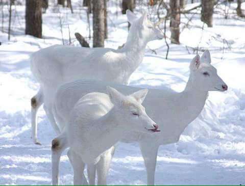 elliesangelwing's tweet photo. @shoaibthe1 @DemriEml @amnamughal329 @Hmam_gs @grigsby_david         ☄☄White Deer ☄☄ https://t.co/1jsuyBJzjO