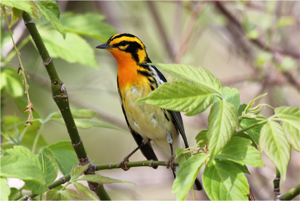 PenningtonBirds's tweet photo. The Blackburnian Warbler is the only species of warbler with a bright orange throat! #birding #trivia https://t.co/z8Td5cvllI