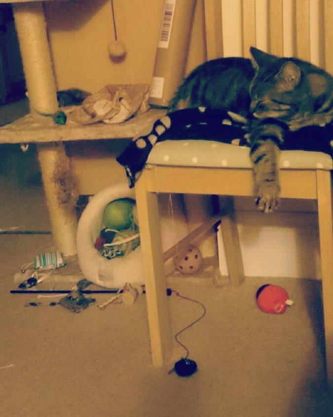 Chatchatcatcat's tweet photo. I got all my toys out &amp; then fell asleep 😴 #oscarpops #tabbycat #whiskers #tinytiger #stripes #love #fluffeh #green… https://t.co/ZBZooPz0Dq