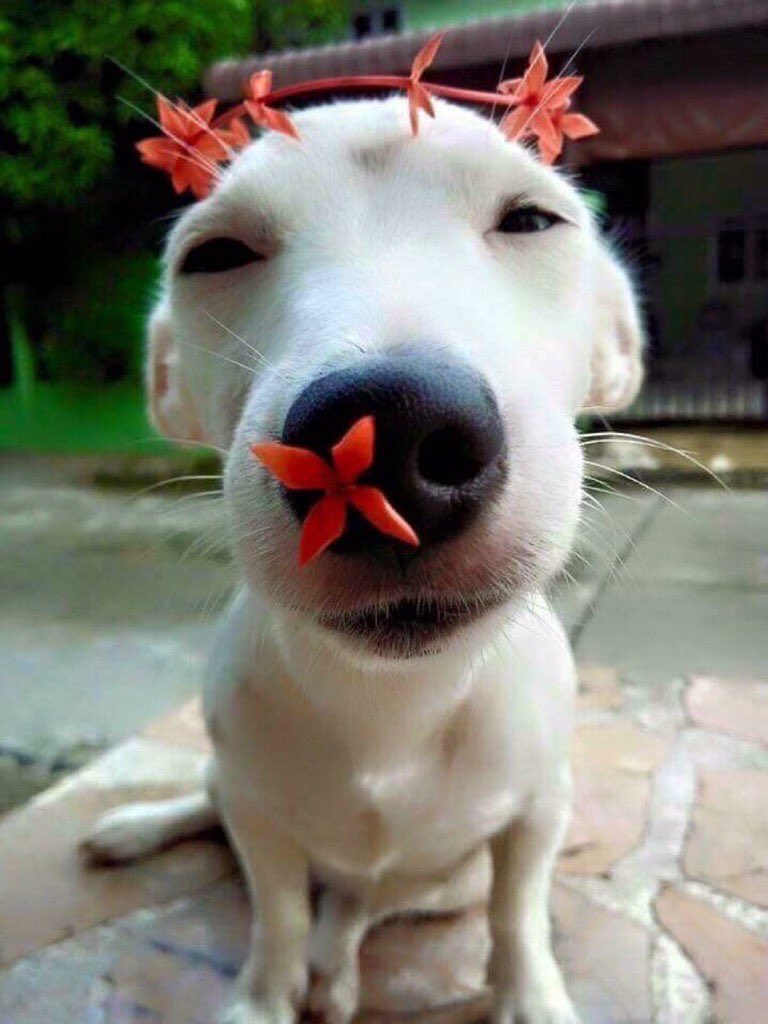 ChiIIVlbes's tweet photo. If this doesn't make you happy, idk what will ☺️ https://t.co/Csc86GaL4Z
