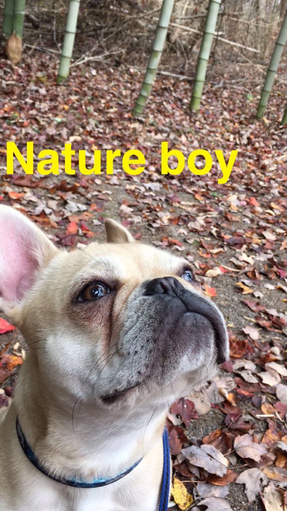 bunnypup1's tweet photo. Whew! Great walk today-- ready to snooze!! https://t.co/FPzpVK6Vwn