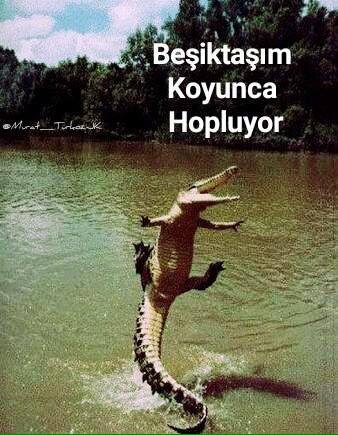 Beşiktaş'ım koyunca hopluyor bOrsa