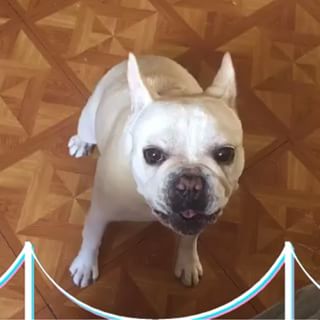 Frenchie_Cute's tweet photo. Gizmo lol #frenchbulldog #frechy https://t.co/aCeyQsS3qr https://t.co/fJt59TAWyU