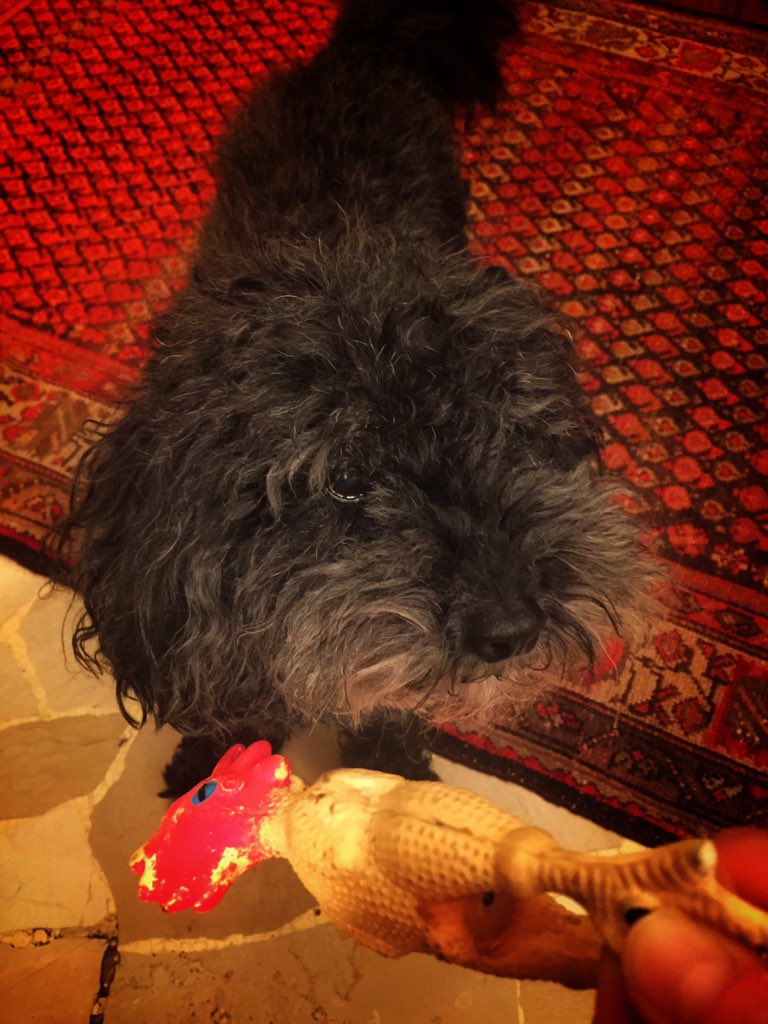 Bettabatonga's tweet image. Perché non mi lanci il pollo? #polli #prede #kilda #sunday