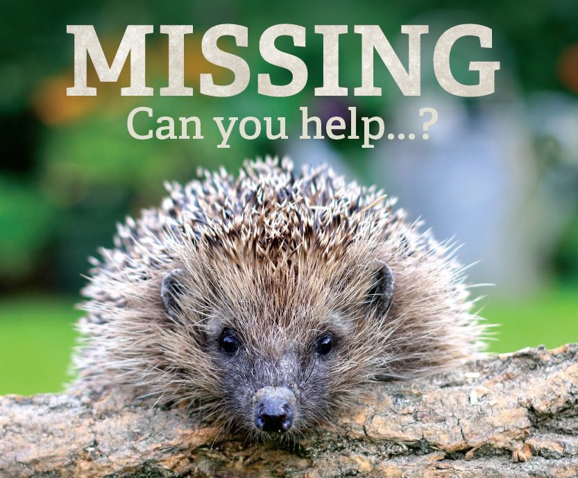 YorksWildlife's tweet photo. It’s shocking that over 95% of Britain’s #hedeghogs have disappeared since the 1950s. https://t.co/kmKCRsh7j1 https://t.co/T569NRwpqI