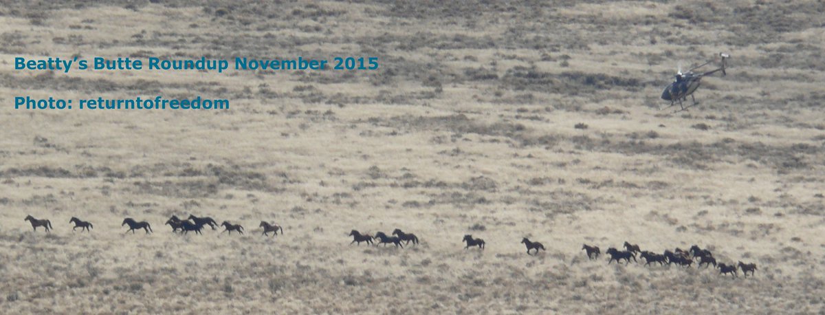 ReturnToFreedom's tweet photo. Wild Horse roundup updates and more. Support Return to Freedom. Like, Share, Follow.
https://t.co/to6FTIZAJu https://t.co/i1UafbTy7K