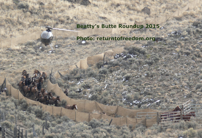ReturnToFreedom's tweet photo. Wild Horse roundup updates and more. Support Return to Freedom. Like, Share, Follow.
https://t.co/to6FTIZAJu https://t.co/i1UafbTy7K