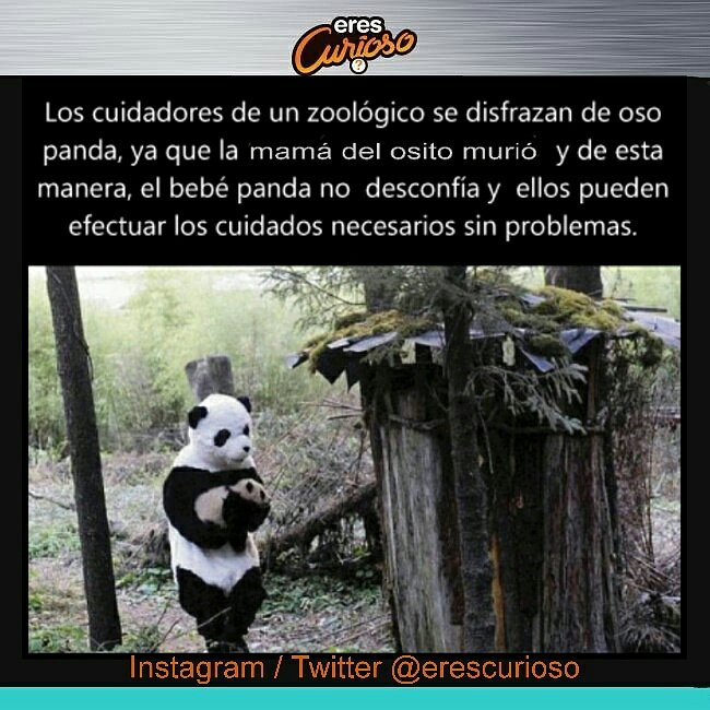 EresCurioso's tweet photo. #Curiosidades https://t.co/k5DDtwQIvm