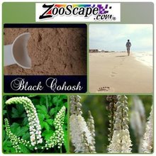 ZooScape's tweet photo. Looks like Black Cohosh. Smells like Black Cohosh. Must be TerraVita.   https://t.co/7vu4KcobGk #blackcohosh https://t.co/RtNYtb5RZt