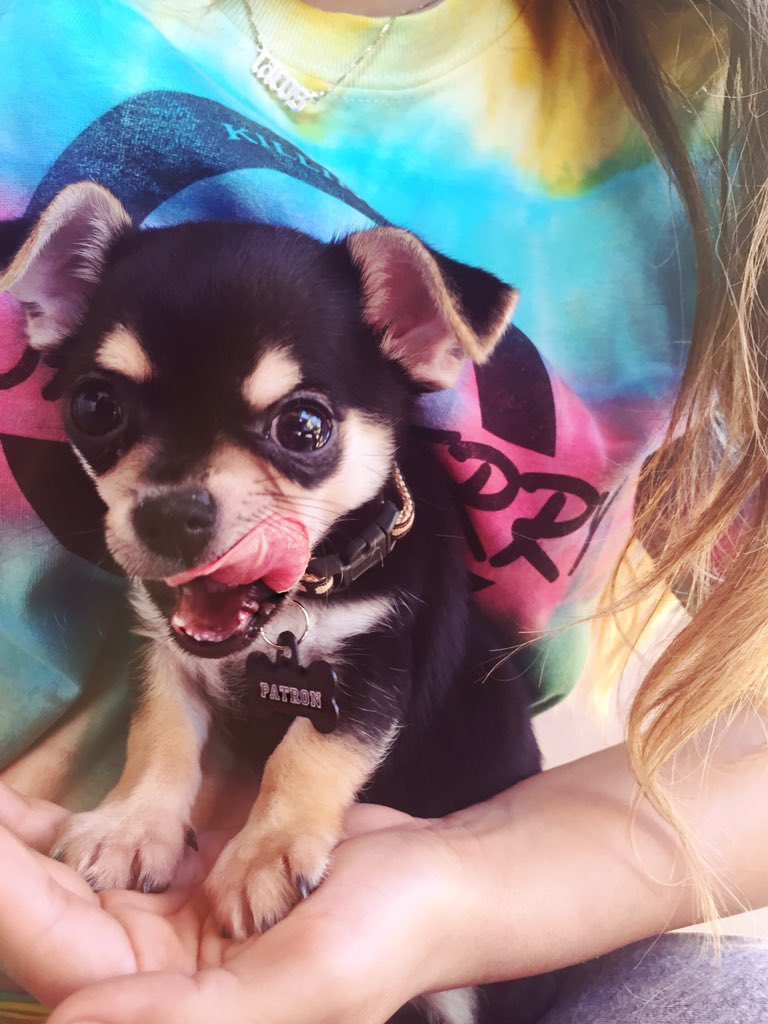 iambeckyg's tweet photo. Meet Patron everyone 💯 https://t.co/BXzONrU5sI
